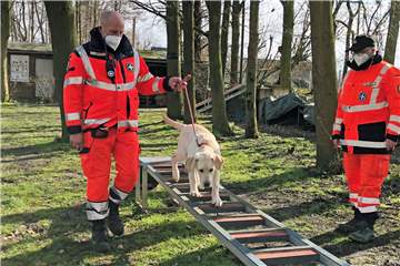 Ohne Zögern nimmt Monty die waagerechte Leiter in Angriff und trifft mit seinen Pfoten zielgenau die Sprossen.