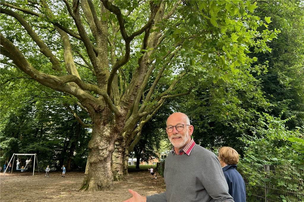 Große Sorgen um alte Bäume im Kreuzviertel Olaf Greve fürchtet, dass die Verlegung der Fernwärmeleitung den alten Platanen auf dem Schulhof der Kreuz-Grundschule zu nahe kommt.