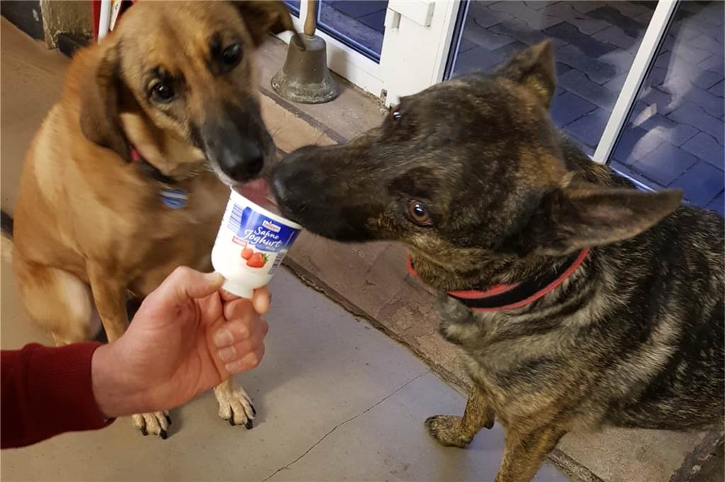 Diese Hunde sind beste Freunde – und ihre Frauchen auch Oli und Fabi teilen alles, auch die Reste in einem Joghurtbecher.
