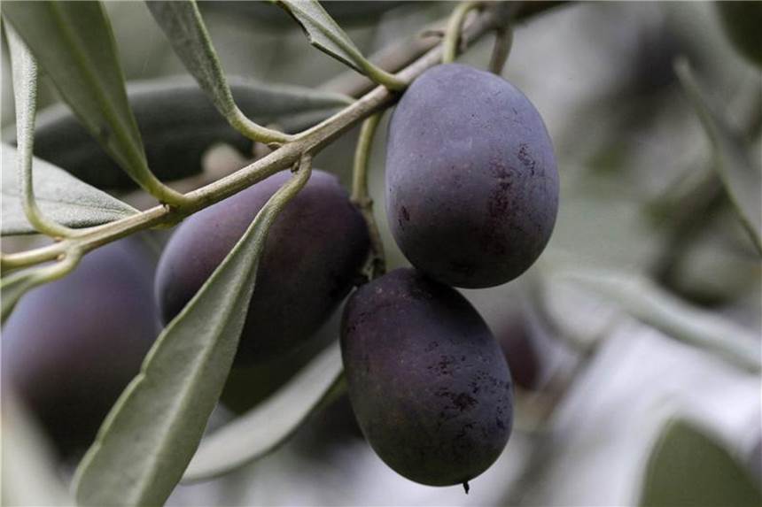 Grüne Oliven schmecken milder als schwarze Oliven verfärben sich mit zunehmender Reife von rötlich-braun bis zu dunkelviolett-schwarz. Grün sind nur die unreifen Früchte. Foto: Orestis Panagiotou