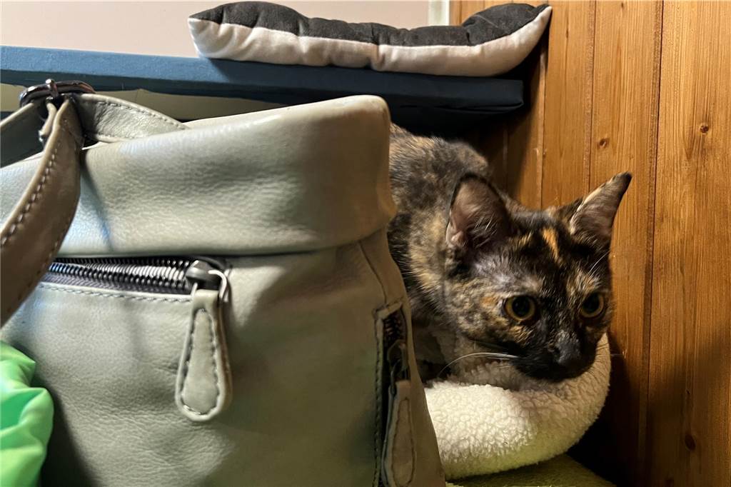Nach Rettung aus dem Hostedder Horror: So geht es den verwahrlosten Katzen heute Katze Olivia