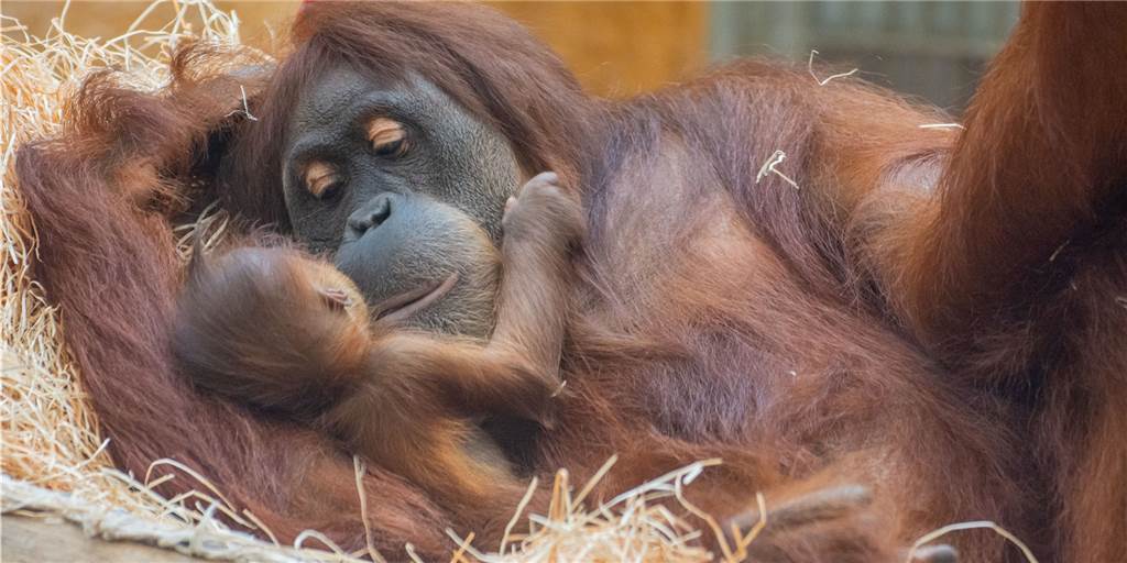Orang-Utan-Dame Suma im Babyglück: Wie gut sind Orang-Utans als Eltern? Orang-Utan Suma zeigt ihr Baby: Das Jungtier ist Ende Juli im Dortmunder Zoo geboren worden.