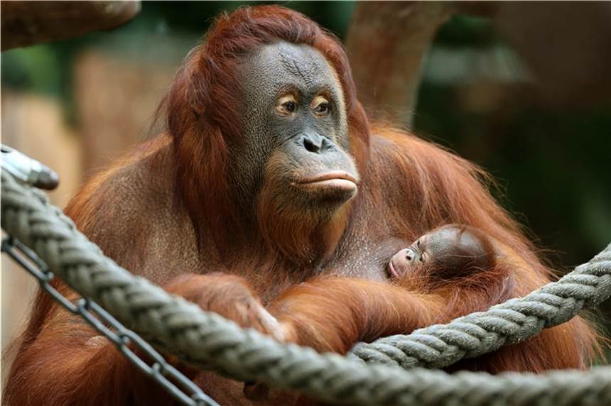 Orang-Utans könnten auch gefährdet sein, sich mit dem Coronavirus anzustecken.