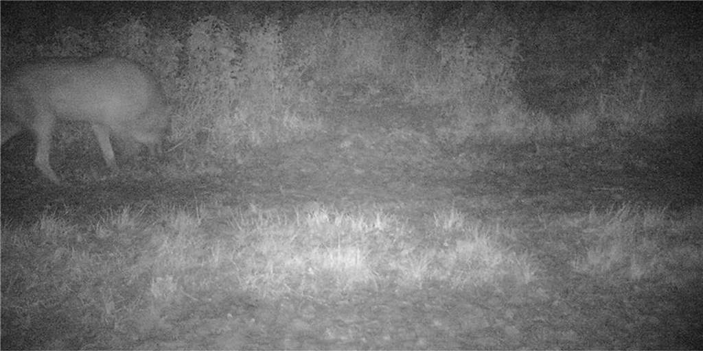 Originalaufnahme des männlichen Jungwolfes, der Ende Februar 2022 in Rosendahl in eine Wildtierkamera tappte. Weitere (unbestätigte) Sichtungen gab es in der Folge in Legden, Vreden, Schöppingen oder Ochtrup.