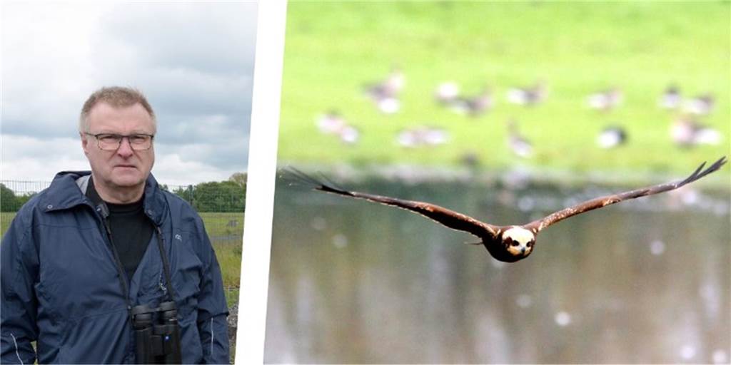 Ornithologe klärt auf: Dieser Greifvogel nistet in Werne Ornithologe Klaus Nowack beobachtet den Nistplatz der Rohrweihe in Werne.