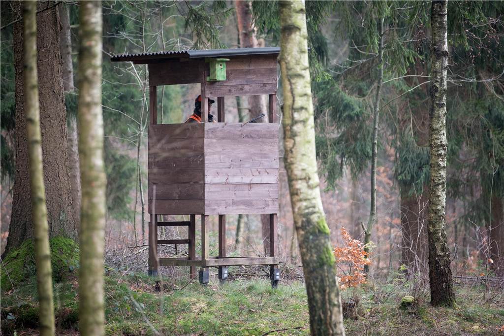 Werden Wildschweine, Waschbären und Co. auch bei uns zum Problem? Eine Ansitzkanzel aus Holz steht zwischen Bäumen im Wald.