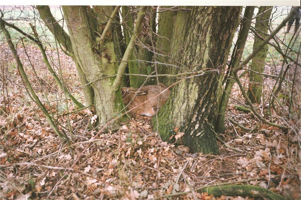 Osterhase im Baum