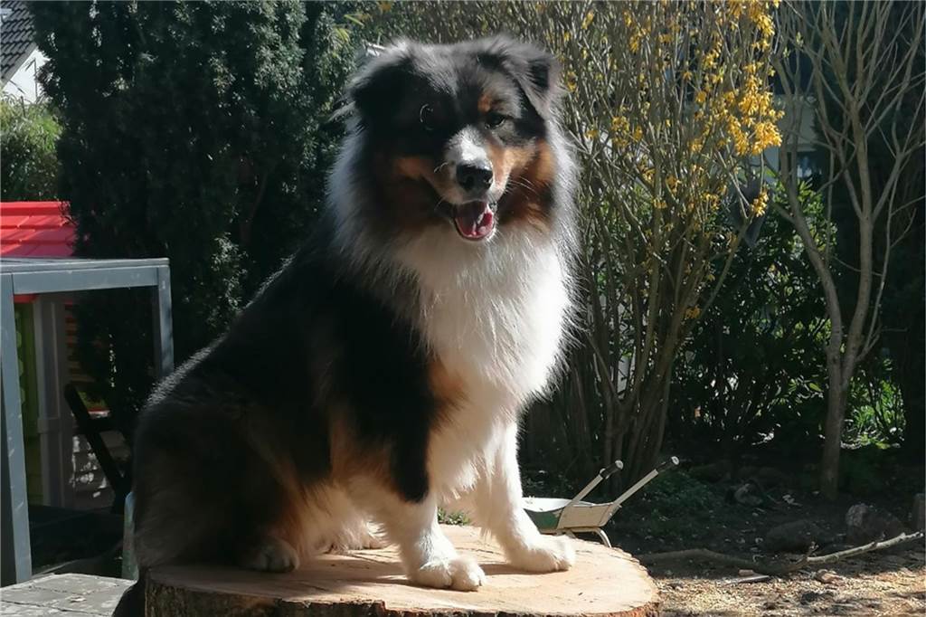 Ein Hund sitzt auf einer Baumscheibe.