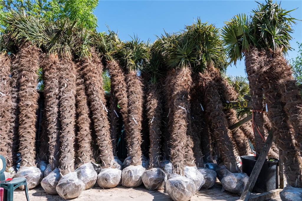 Olivenbäume und riesige Palmen: Gärtnerei in Recklinghausen hat 3000 Pflanzen im Verkauf Jede Menge Palmen mit Wurzelballen.