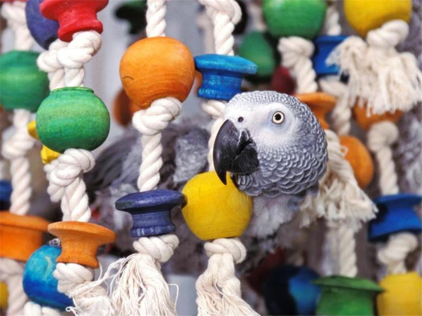 Papageien sind besonders kluge Vögel, die gern auch mit kniffeligen Dingen spielen. Foto: Blickwinkel/U.Walz