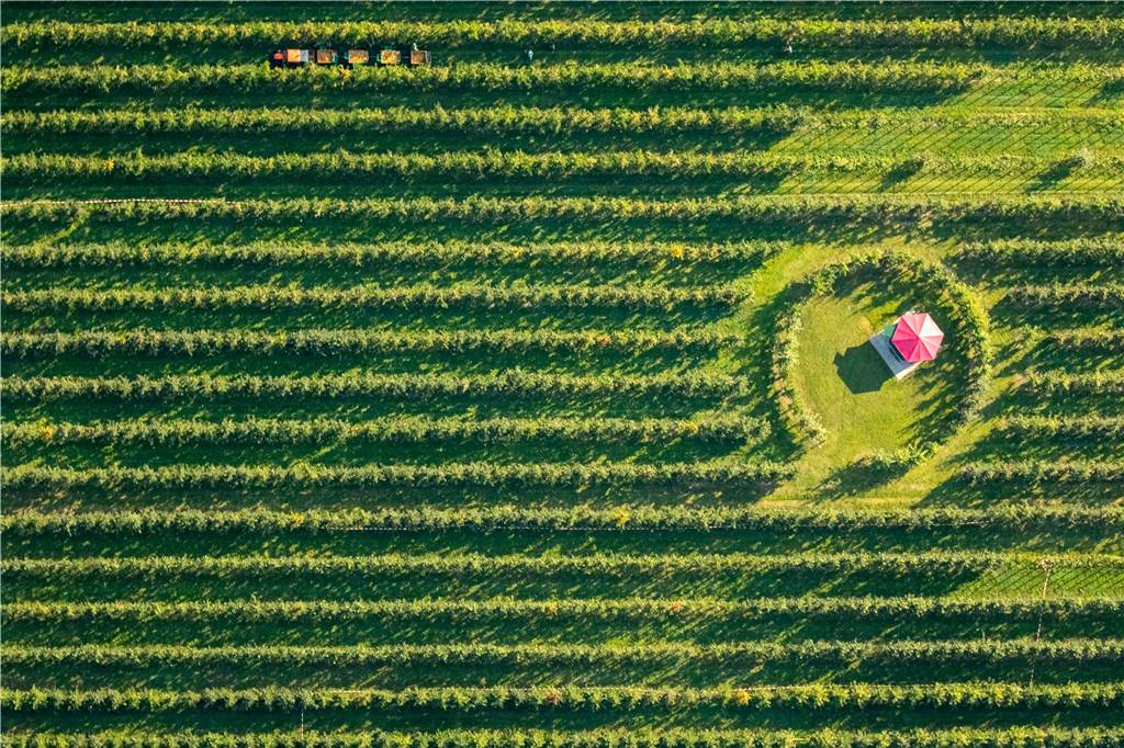Parallel zum Maislabyrinth geht im August auch die Apfelernte auf dem Selbstpflückfeld gegenüber los.