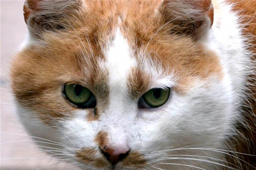 Zu sehen ist ein weiß-roter Kater.