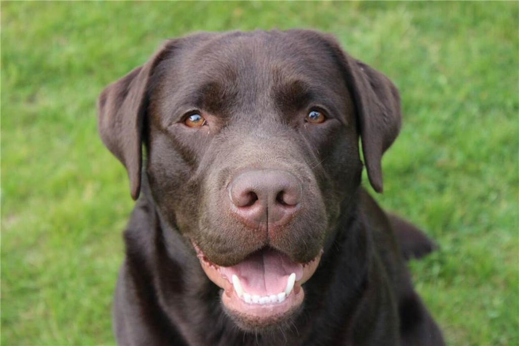 Ein Labrador-Rüde grinst in die Kamera.