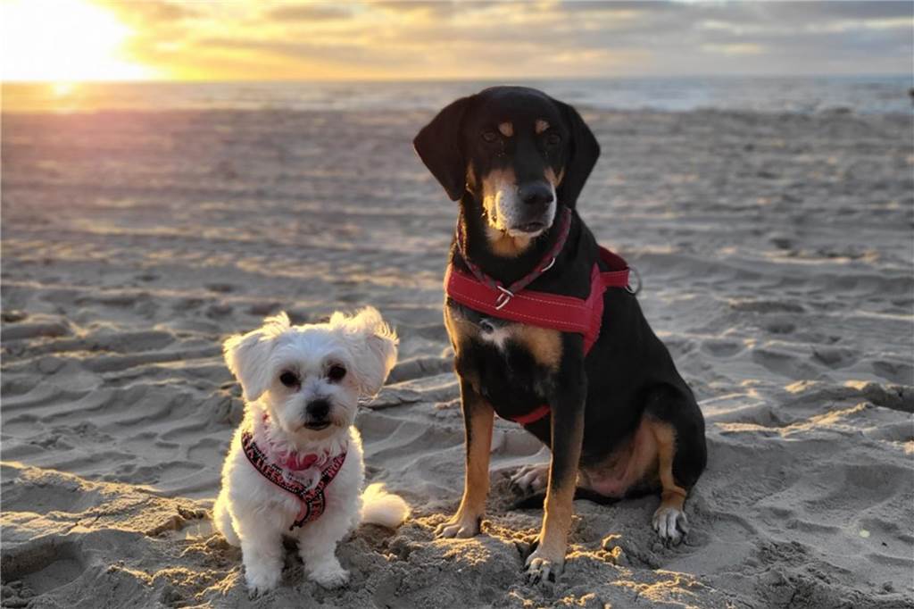 Zu sehen sind zwei Hunde am Strand.