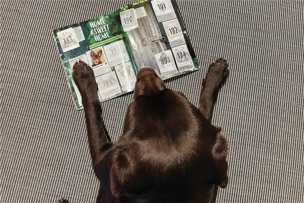 Peanut: Ein Jahr alt, 117.000 Instagram-Fans und ab jetzt tauschbar Peanut gehört mit 200 Petfluencern zu den Stars des Panini-Hefts.