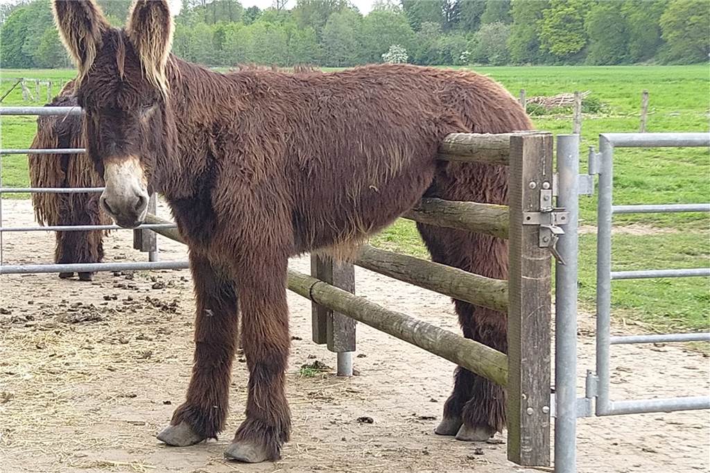 Das war das Jahr 2022: Tierisches, Kriminelles, Abriss und Neubau im Rückblick Ein Poitou-Esel hängt in der Steveraue in Olfen halb über einem Zaun.