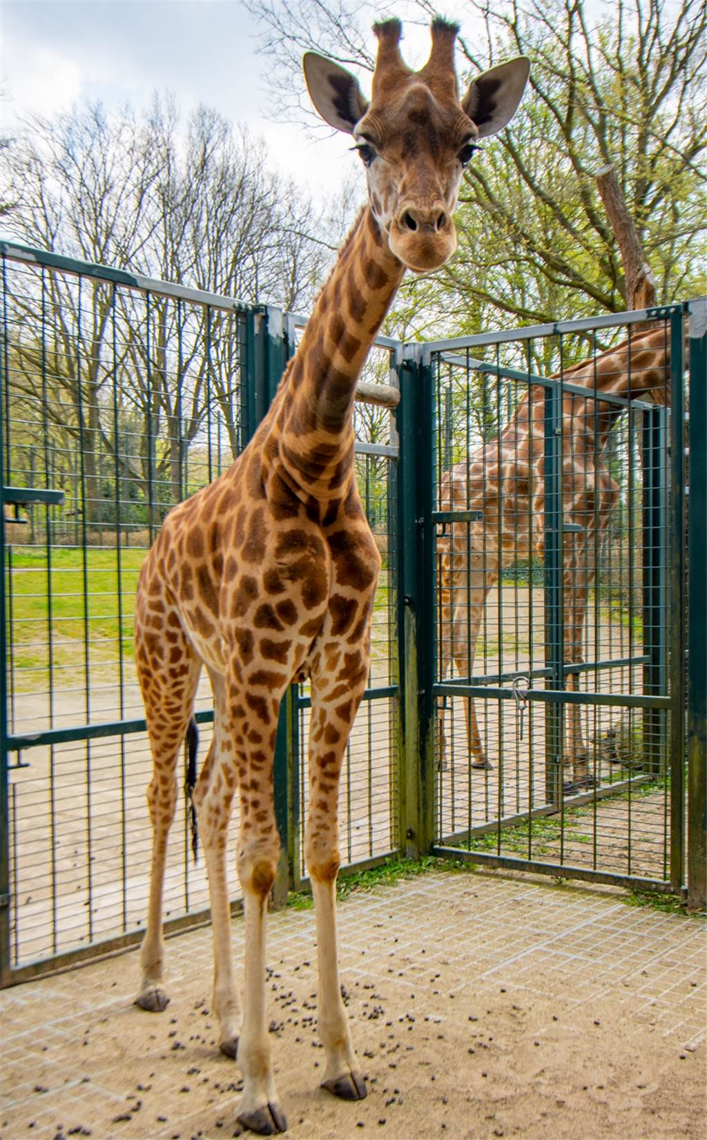 Großer Neuzugang für Dortmunds Zoo - junges Tier zieht ein Penda ist zwei Jahre alt und 3,5 Meter groß. Sie ist am Montag (20.4.) aus Basel in den Dortmunder Zoo umgezogen.