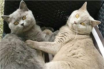 Pepe und Pepito machen alles zusammen.