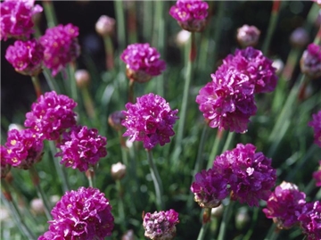 Perfekt für den Steingarten: Die Strand-Grasnelke (Armeria maritima) kommt mit Trockenheit gut klar. (Bild: Nickig/dpa/tmn)