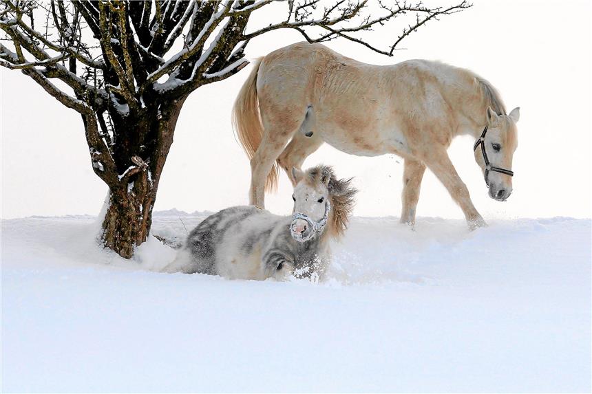 Zu Weihnachten legen Eltern gerne Kinderbücher unter den Baum Pferde und Liebe passen immer gut zusammen. Sarah Moore Fitzgerald kombiniert beides in „All die verborgenen Dinge“ ganz unkitschig. Foto: dpa