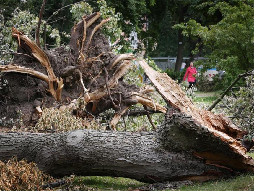 Naturgewalt-Schäden kosten Versicherer 2014 zwei Milliarden Euro Pfingststurm Ela hinterließ umgekippte Bäume und pure Verwüstung wie hier in Düsseldorf. Foto: Martin Gerten