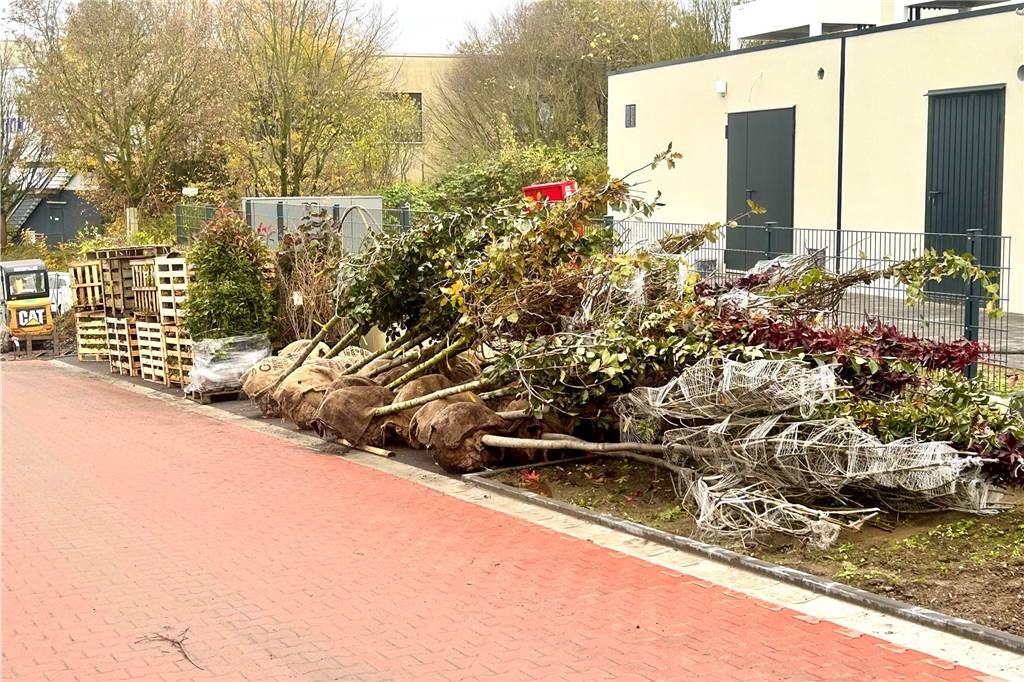 Noch elf Meter Straße: Neue Westviertel-Siedlung auf der Zielgeraden Pflanzen und Bäume liegen neben dem Bettina-von-Arnim-Weg zur weiteren Verarbeitung bereit.