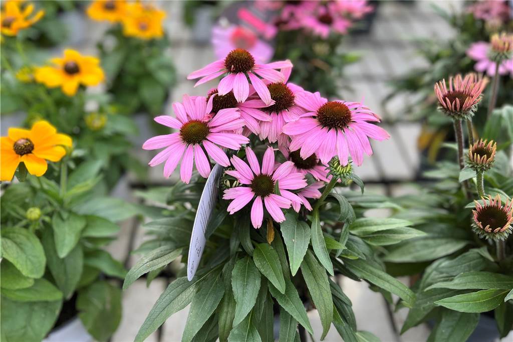 Pflanzen-Boom: Diese Pflanzen für Haus und Garten liegen im Trend Die Pflanze Sonnenhut in der Farbe rosa.