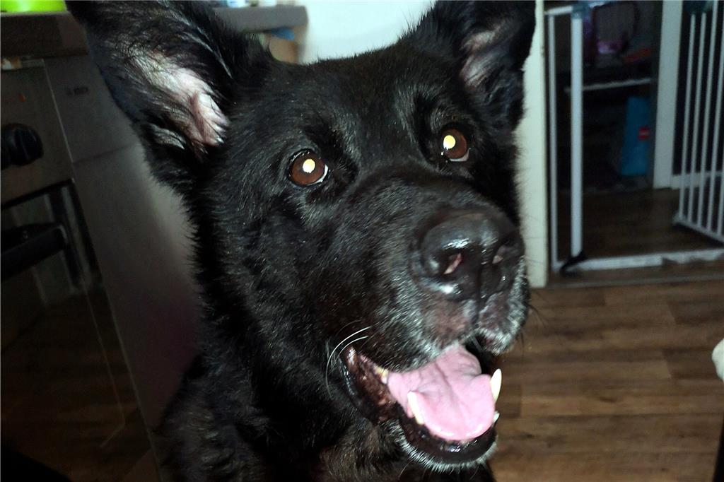 Ein Jahr Tiertafel Werne: Futterspenden helfen bedürftigen Tierhaltern Pflegehund Luna lebt ebenfalls im Haushalt von Anna Kuhfuß.