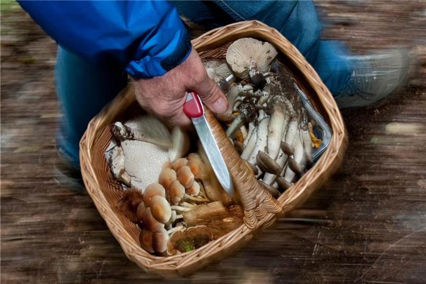 Pilze finden und richtig bestimmen Pilze selbst sammeln kann gefährlich werden: Am besten nimmt man an einer Pilzwanderung mit einem Experten teil. Foto: Klaus-Dietmar Gabbert