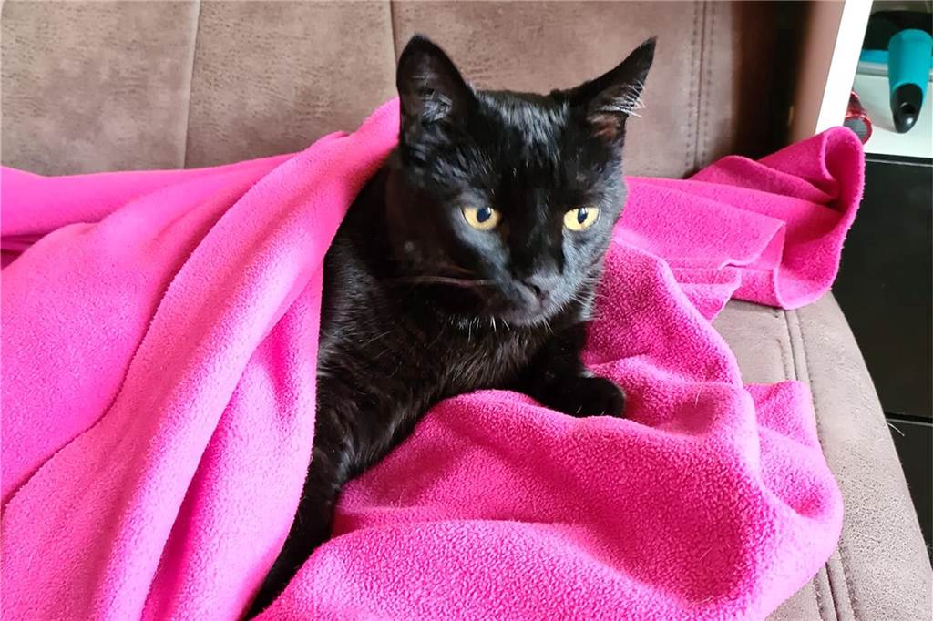 Ein Kater ist in eine pinke Decke gewickelt.