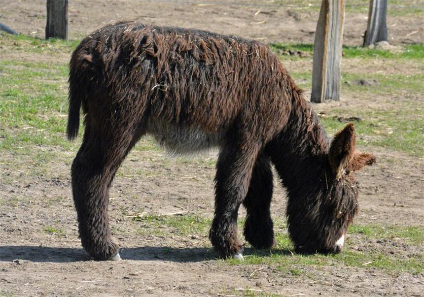 Steveraue verabschiedet zwei Esel nach Münster Poitouesel in der Steveraue.