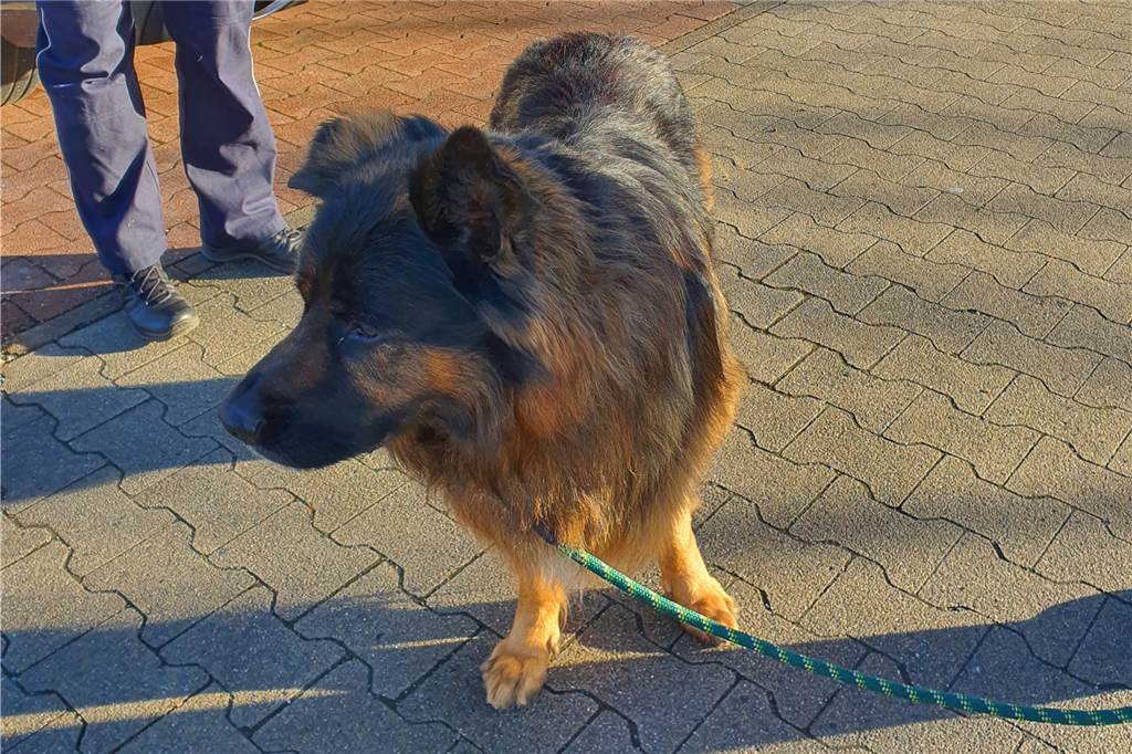 Mischlings-Rüde auf dem Supermarkt-Parkplatz gefunden: Wem gehört dieser Hund? Polizeibeamte brachten den Hund ins Dortmunder Tierheim.