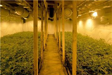 Polizisten stellten bei einer Durchsuchung eine Cannabisplantage fest. Foto: Polizei Rhein-Erft-Kreis