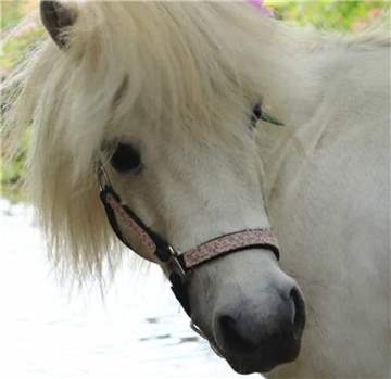 Pony Betty geht es so weit wieder ganz gut, aber was der Täter mit Tier nachts angestellt hat, bleibt wohl ein Geheimnis.