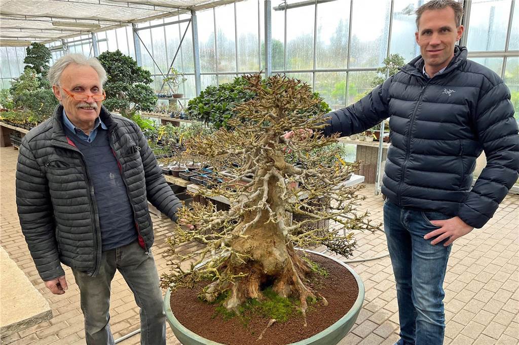 Bonsai-Zentrum verkauft seit mehr als 40 Jahren Bäume bis 30.000 Euro Prachtstück: Wolfgang und Sohn Ingo Klemend mit einem Gewächs aus der 20.000-Euro-Klasse: einem rund 100 Jahre alten japanischen Dreispitzahorn.