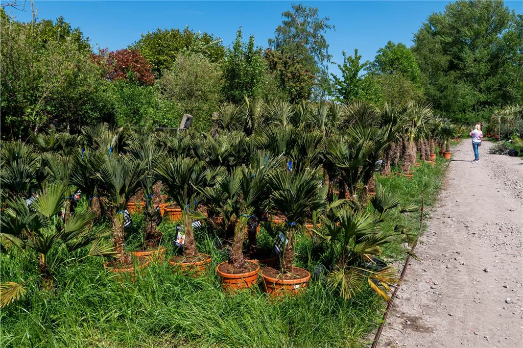 Olivenbäume und riesige Palmen: Gärtnerei in Recklinghausen hat 3000 Pflanzen im Verkauf Palmengewächse, soweit das Auge reicht.