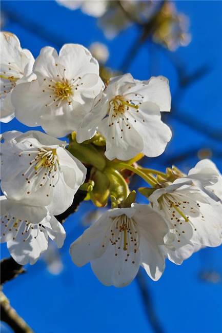 Prächtige Blüten an einem sonnigen Frühjahrstag in Ahaus