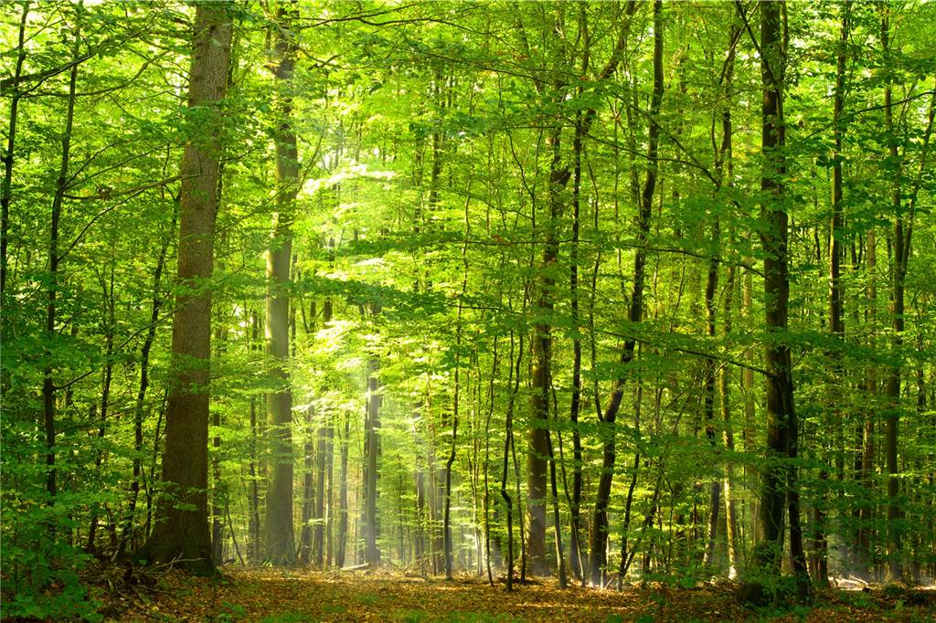 DSW21 tauscht Kilometer gegen Bäume Pro 100 zurückgelegter Kilometer pflanzt DSW21 einen neuen Baum in der Region: So entsteht schon bald ein ganzer Wald.