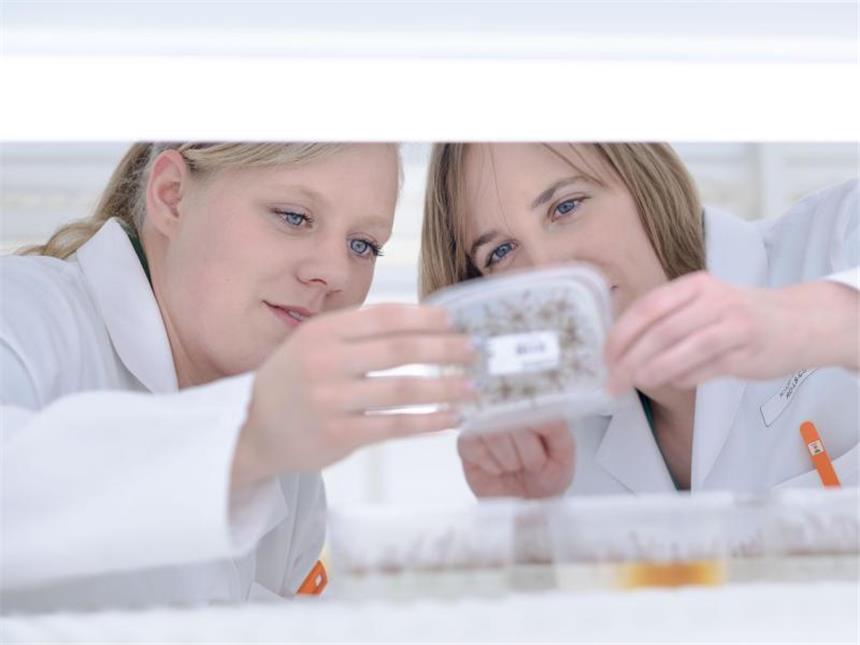 Wie werde ich Pflanzentechnologe/in? Proben nehmen und Saatgut analysieren: Die Laborarbeit ist ein wichtiger Bestandteil bei der Ausbildung als Pflanzentechnologin. Foto: Peter Steffen/dpa-tmn
