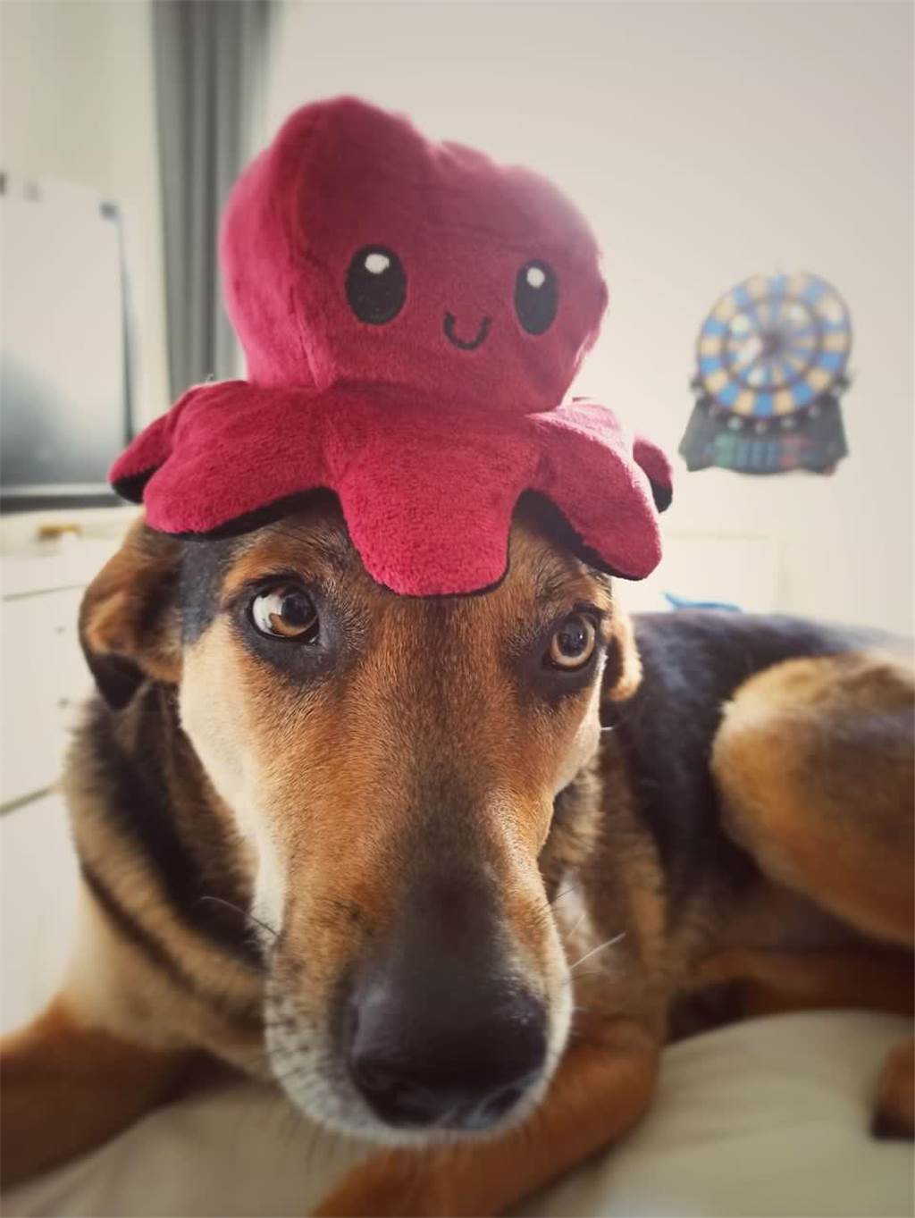 Qualle plus Hund!