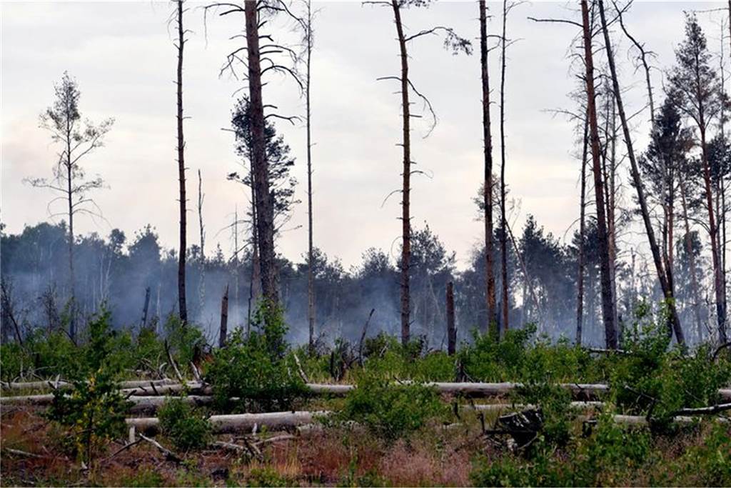 Qualm steigt in einem Waldstück auf. Foto: Paul Zinken/dpa/Symbolbild