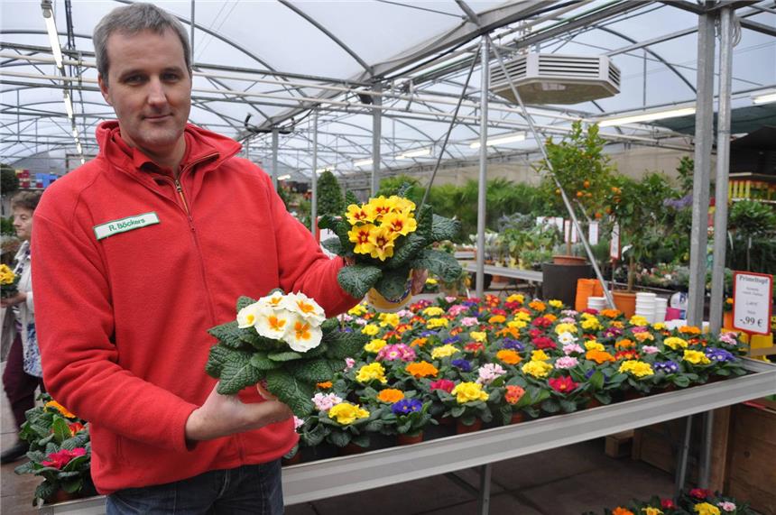 Rainer Böckers vom Westmünsterland Gartencenter Hilgert verkauft im Januar bereits sehr viele Primeln.