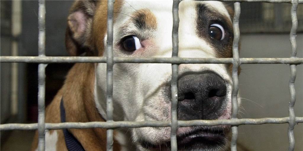 Tierheim Castrop-Rauxel ist rappelvoll – aber nicht auf der Internetseite Rappelvoll – aber keine Hunde-Vermittlung? Dies beklagt eine Leserin über das Tierheim Castrop-Rauxel. Der Vorstand wehrt sich dagegen.