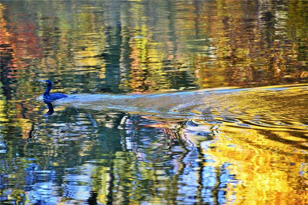 Reflexionen der Herbstfarben auf dem See im Rombergpark.