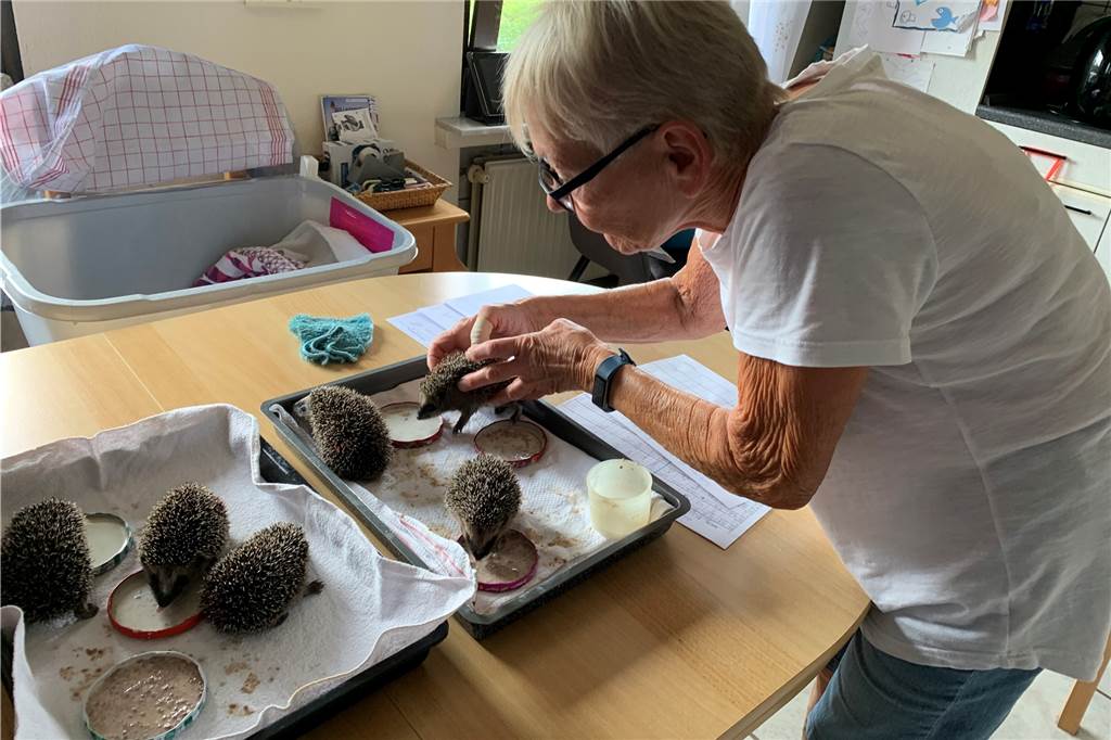 Alle zweieinhalb Stunden füttern – eine Dortmunderin kümmert sich um Baby-Igel Während sechs Igel auf dem Küchentisch von Regine Weber gefüttert werden, setzt diese eins der Tiere zu seinem Futter.