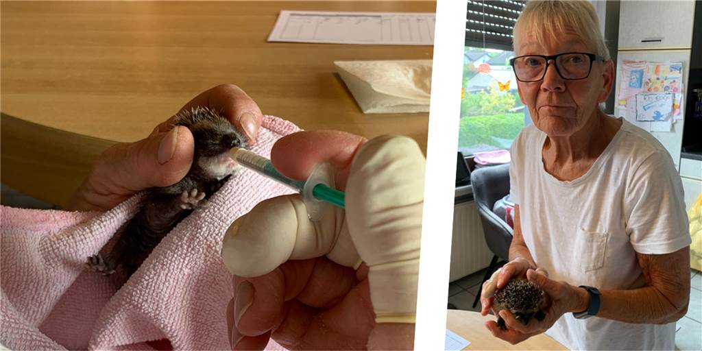Alle zweieinhalb Stunden füttern – eine Dortmunderin kümmert sich um Baby-Igel Mit einer Pipette füttert Regine Weber den Baby-Igel Willi. Rechts hält sie einen anderen Igel in der Hand.