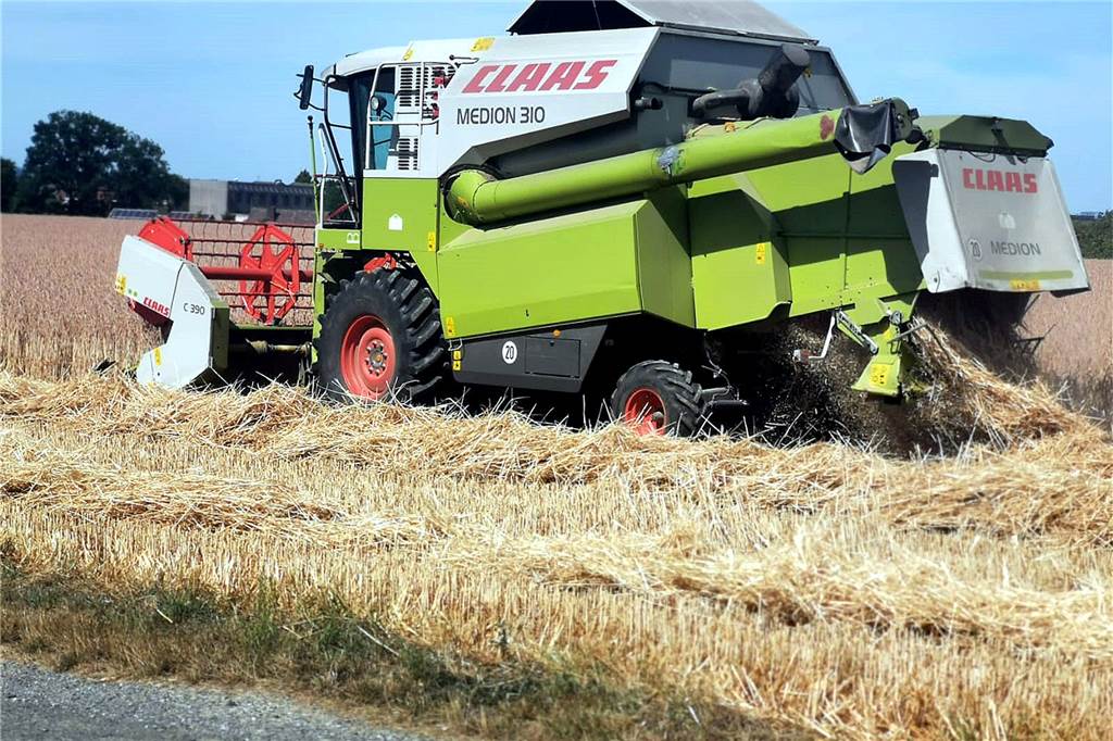 Bäcker Becker setzt auf Regionales: Nur noch Eier und Dinkel aus Ergste Regionaler geht´s nicht: Auf dem Feld hinter der Justizvollzugsanstalt Ergste wurde der Dinkel für die Bäckerei Becker vor wenigen Tagen vom Bauern Junge gemäht.