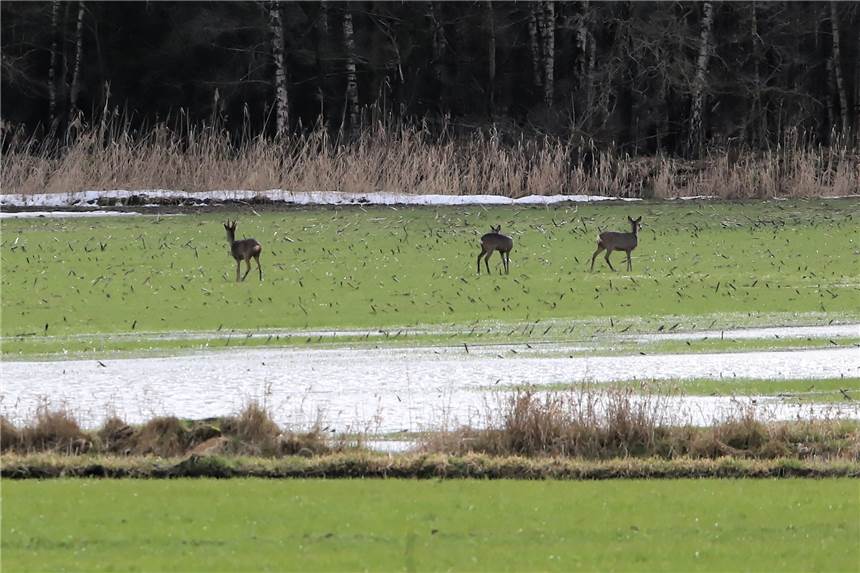Viele Fotos und ein Video: Nach der Schneeschmelze rauscht jetzt das Wasser Rehe am Waldrand am Gewerbegebiet an der Robert Bosch Straße in Südlohn. Dort stand auch der Acker unter Wasser und bildete eine natürliche Barriere für die Tiere in Richtung Kreisstraße.