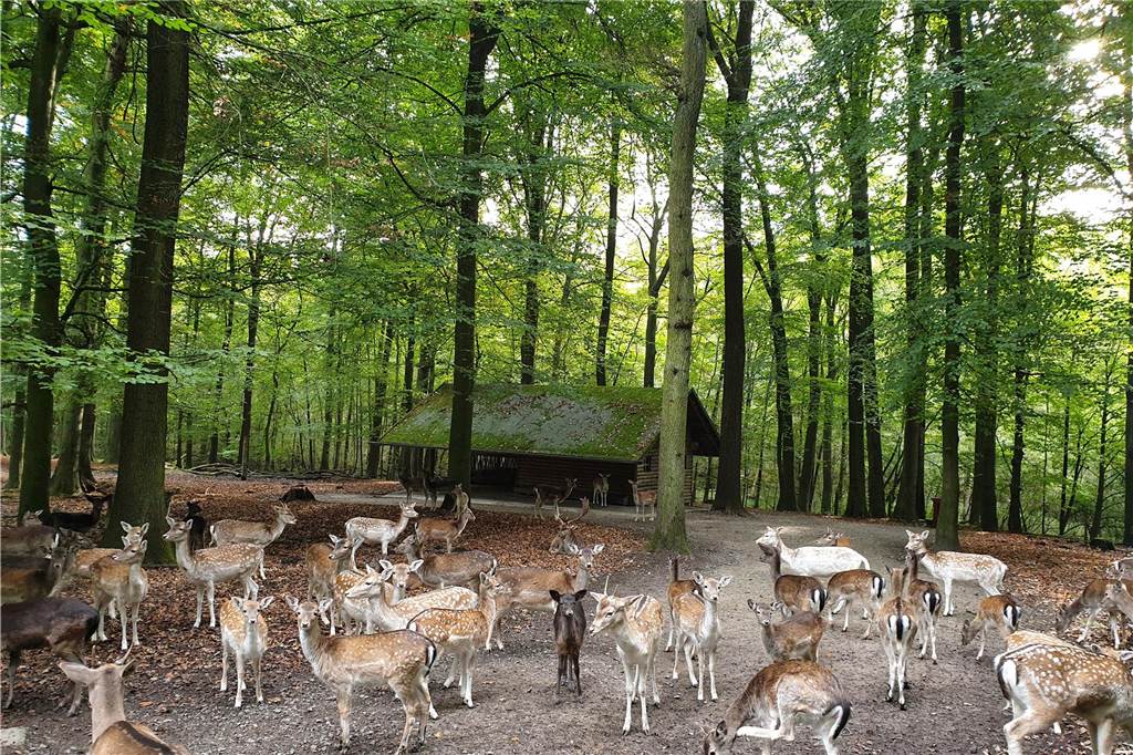 Vier Gründe für Herbstwanderungen im Dortmunder Nordosten Rehe im Damwildgehege Süggelwald