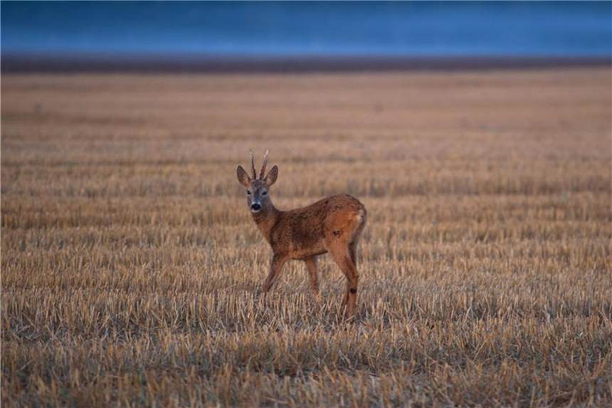 Wildtiere kommen mit der Hitze gut zurecht Rehe und Hirsche kommen mit der Trockenheit gut klar. Foto: Stefan Sauer